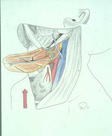 Der Muskellappen (braun), der bisher die Schilddrüse bedeckt hat, wird nach oben in den Rachen gezogen. (Zeichnung: Remmert, MUL)